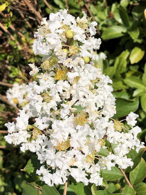 Lagerstroemia 'Natchez'