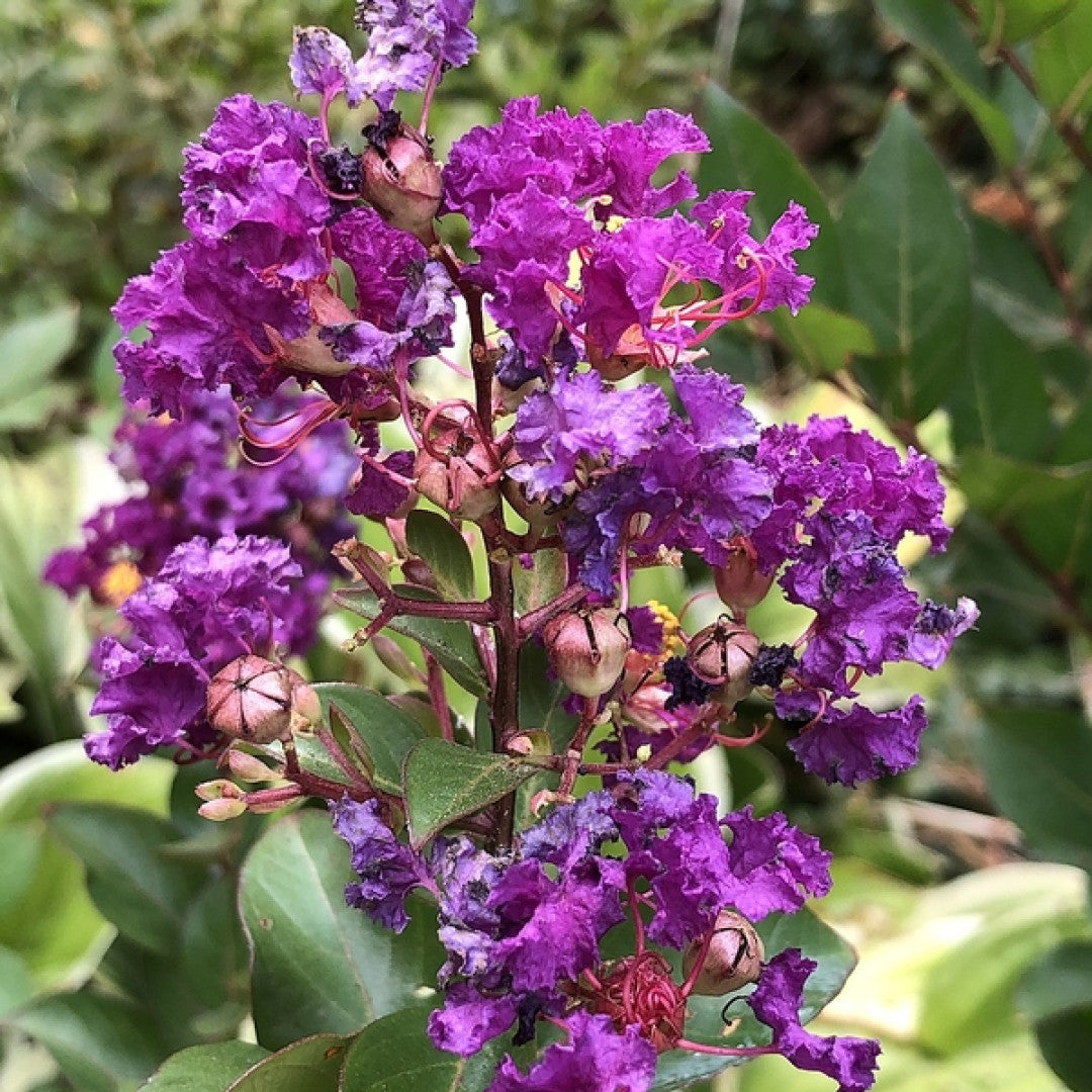 Lagerstroemia 'Purple Magic'