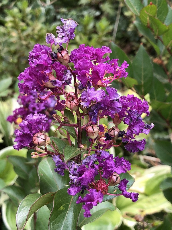 Lagerstroemia 'Purple Magic'