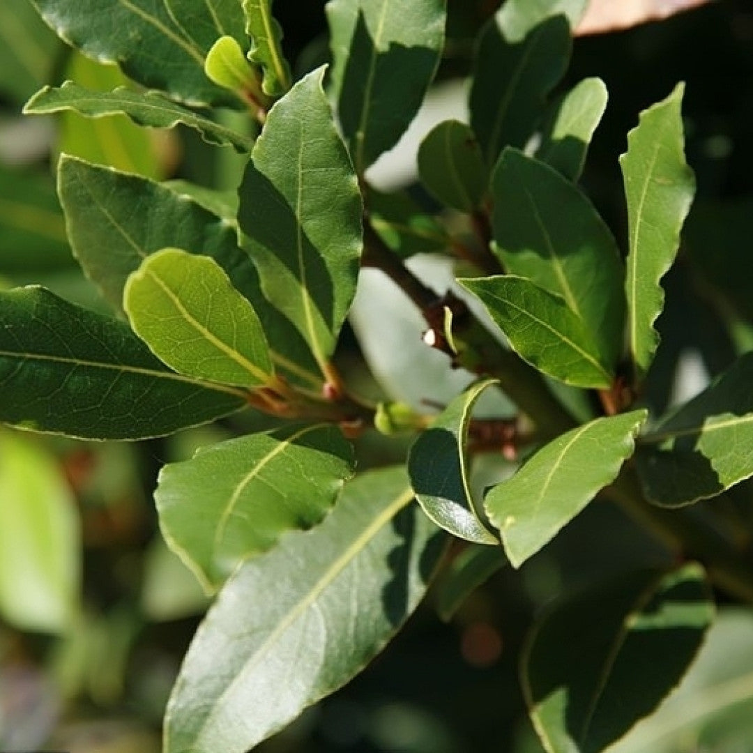Laurus nobilis