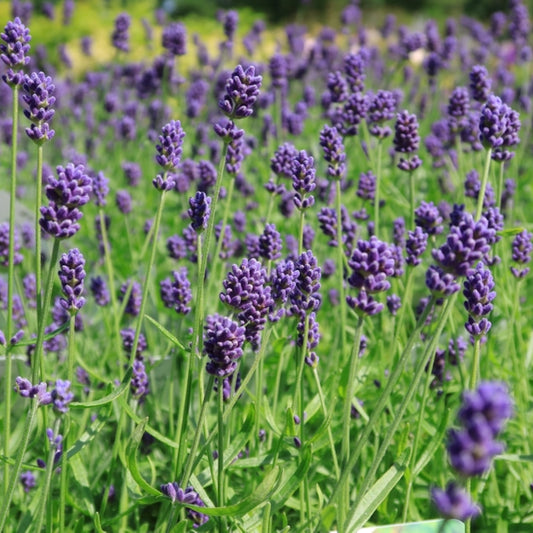 Lavandula angustifolia 'Hidcote'