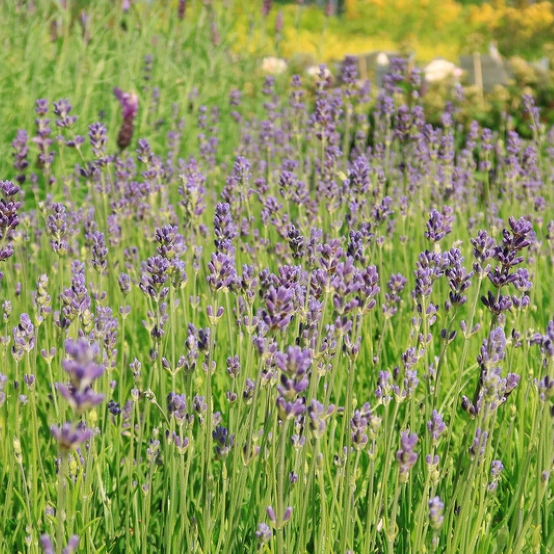 Lavandula angustifolia 'Munstead'
