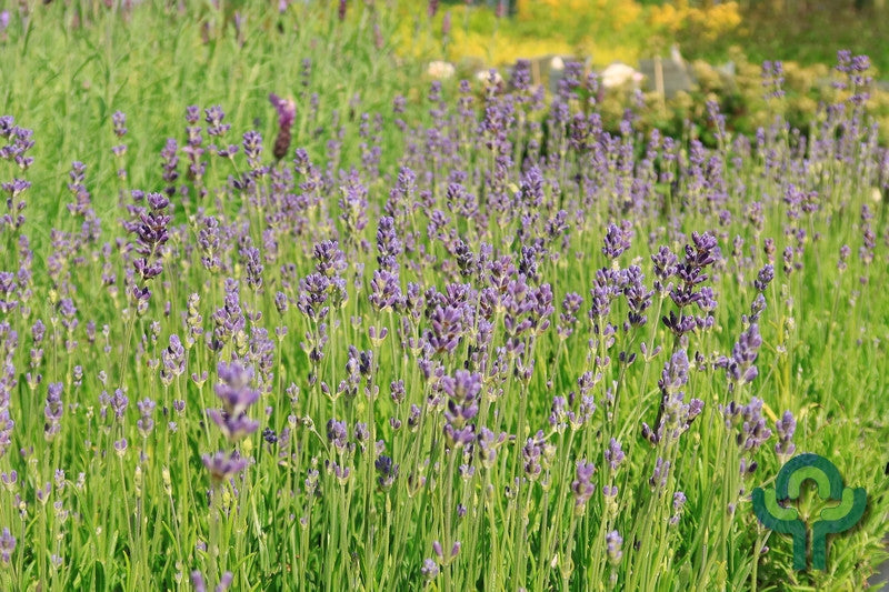 Lavandula angustifolia 'Munstead'