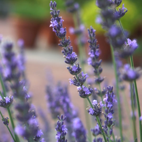 Lavandula 'intermedia Phenomenal'®