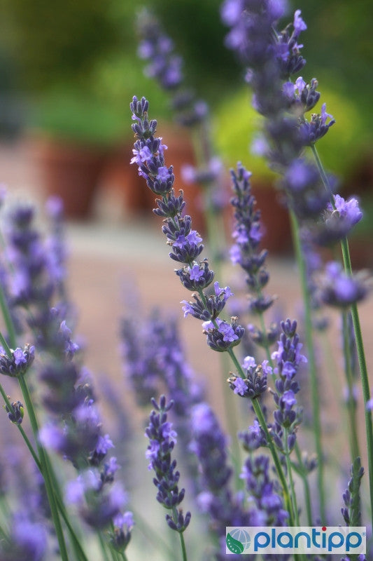 Lavandula 'intermedia Phenomenal'®