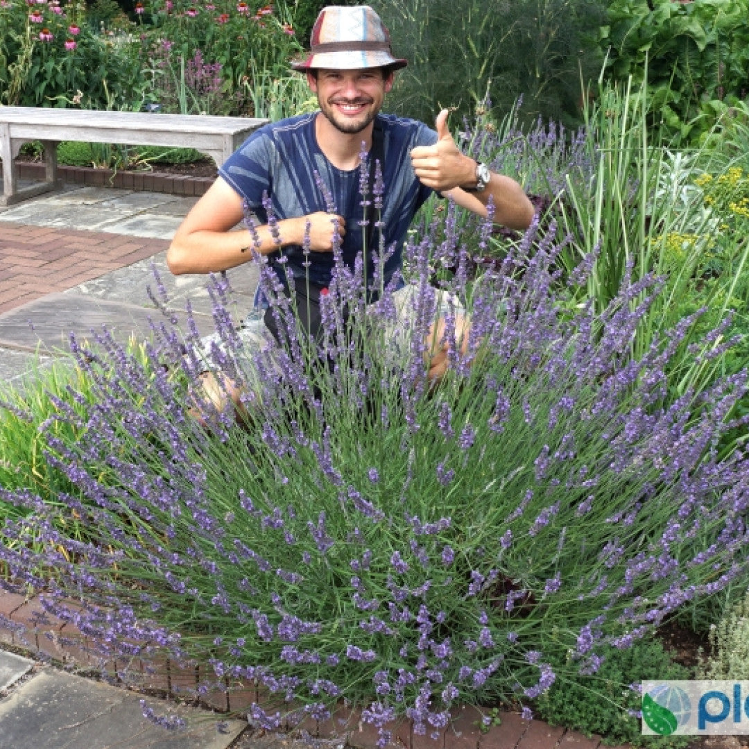 Lavandula 'intermedia Phenomenal'®