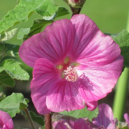 Lavatera 'Bredon Springs'