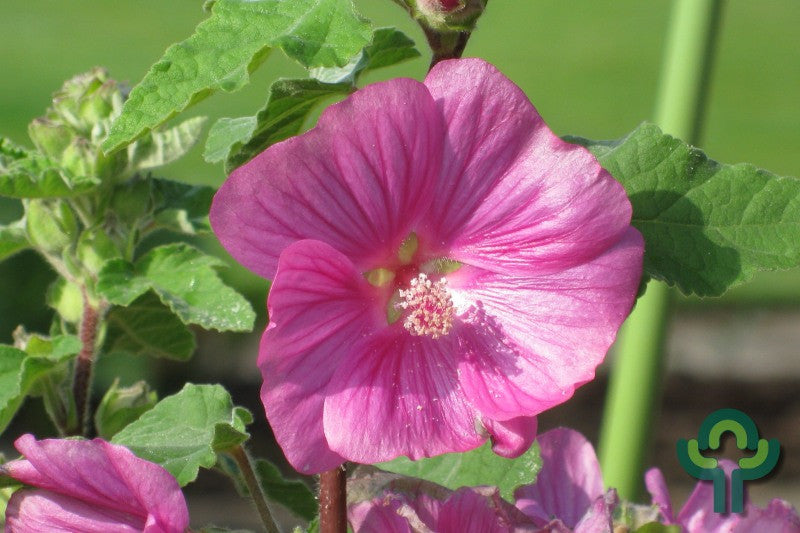 Lavatera 'Bredon Springs'