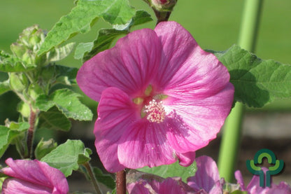 Lavatera 'Bredon Springs'
