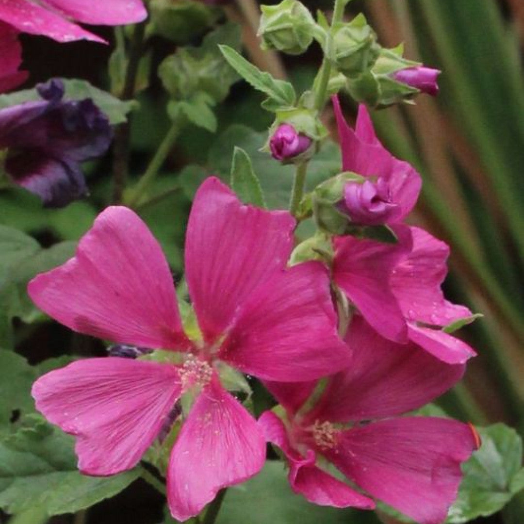Lavatera 'Burgundy Wine'