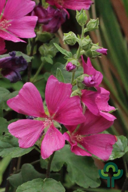 Lavatera 'Burgundy Wine'