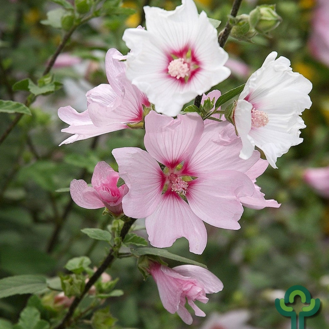 Lavatera 'Barnsley'