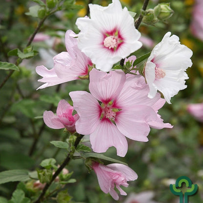 Lavatera 'Barnsley'