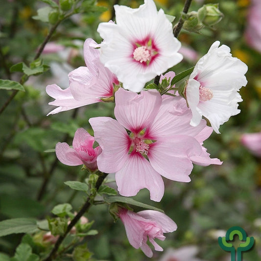 Lavatera 'Barnsley'