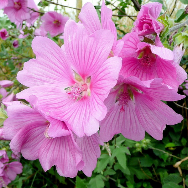 Lavatera 'Rosea'