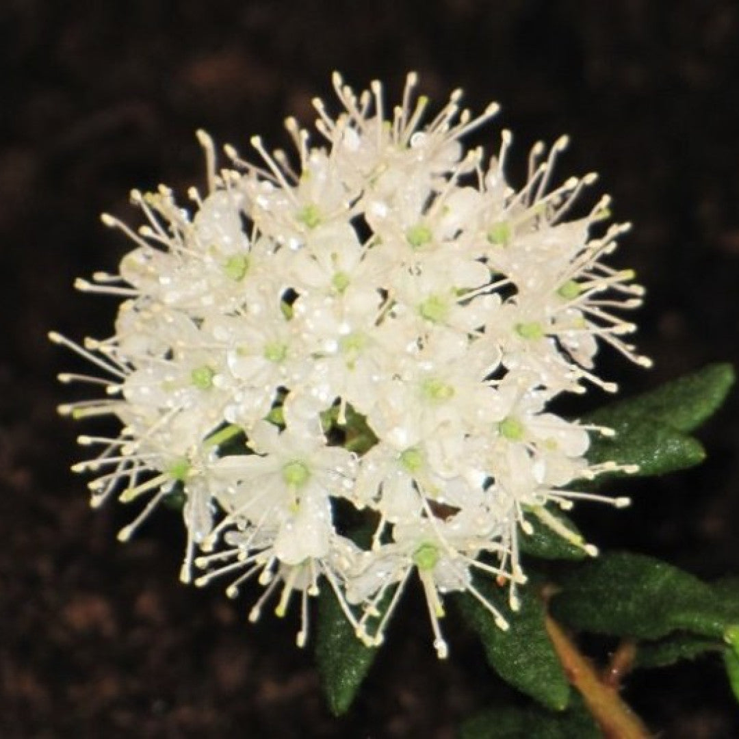 Ledum groenlandicum 'Helma'