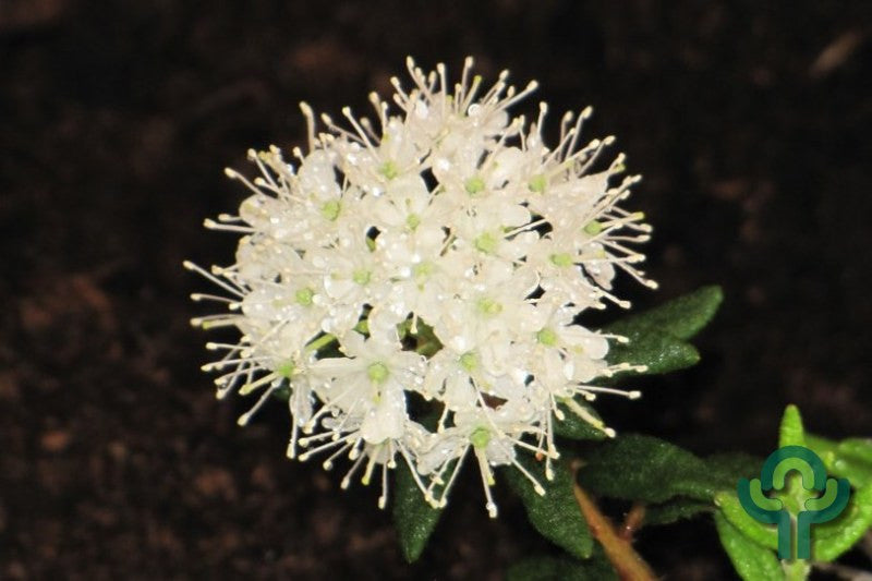 Ledum groenlandicum 'Helma'