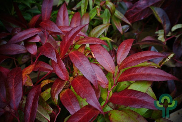 Leucothoe keiskei 'Royal Ruby'
