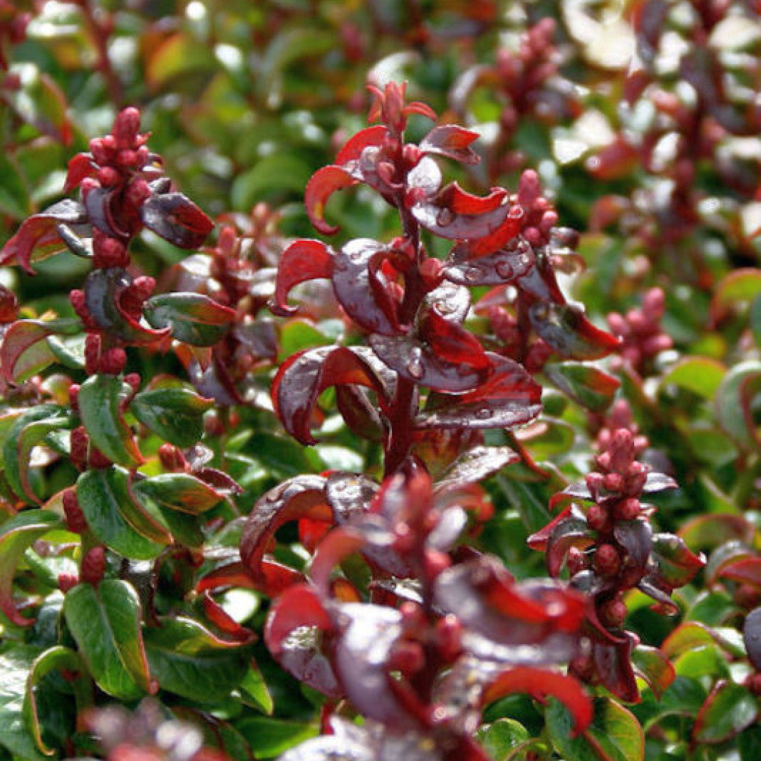 Leucothoe axillaris 'Twisting Red'