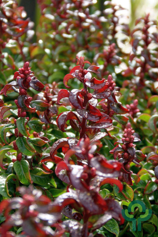 Leucothoe axillaris 'Twisting Red'