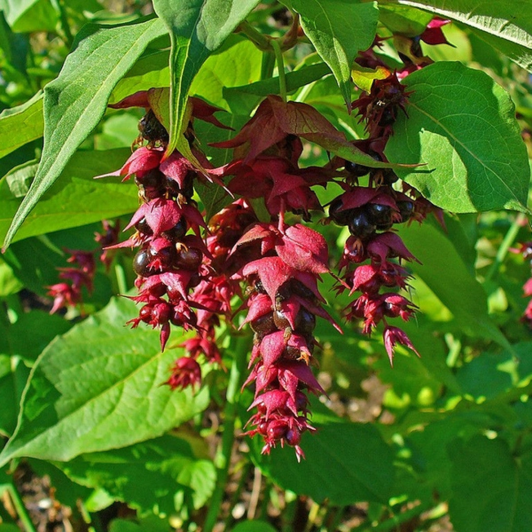 Leycesteria formosa
