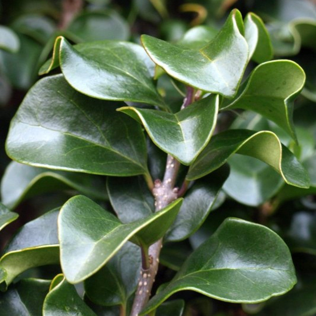 Ligustrum japonicum 'Rotundifolium'