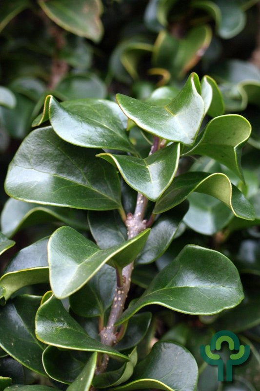 Ligustrum japonicum 'Rotundifolium'
