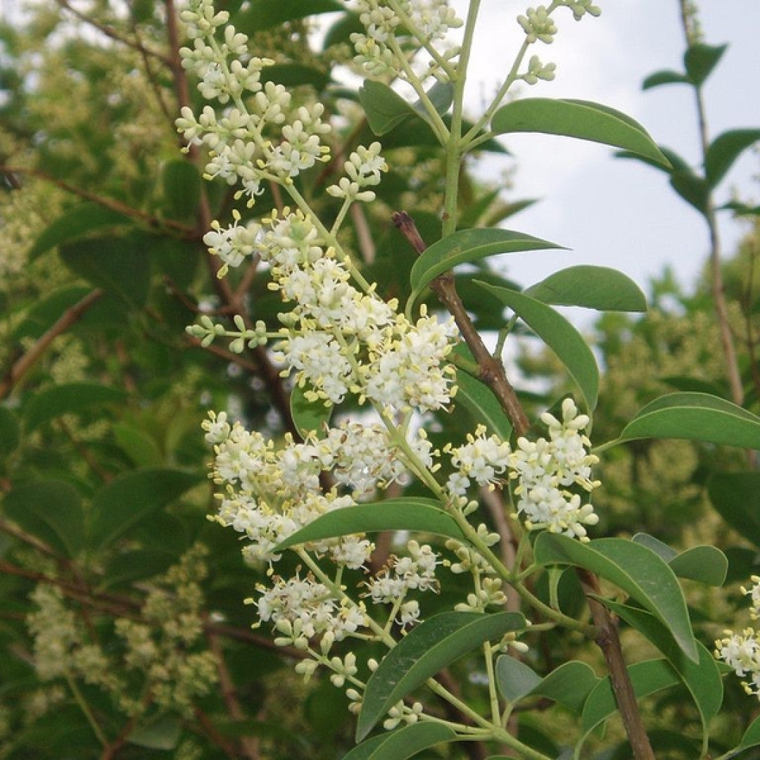 Ligustrum lucidum