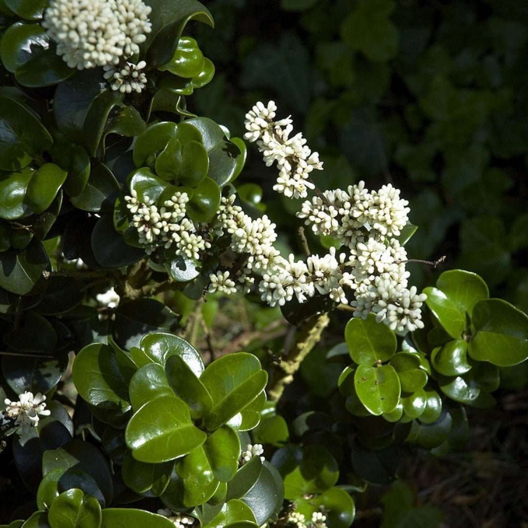 Ligustrum japonicum 'Rotundifolium'