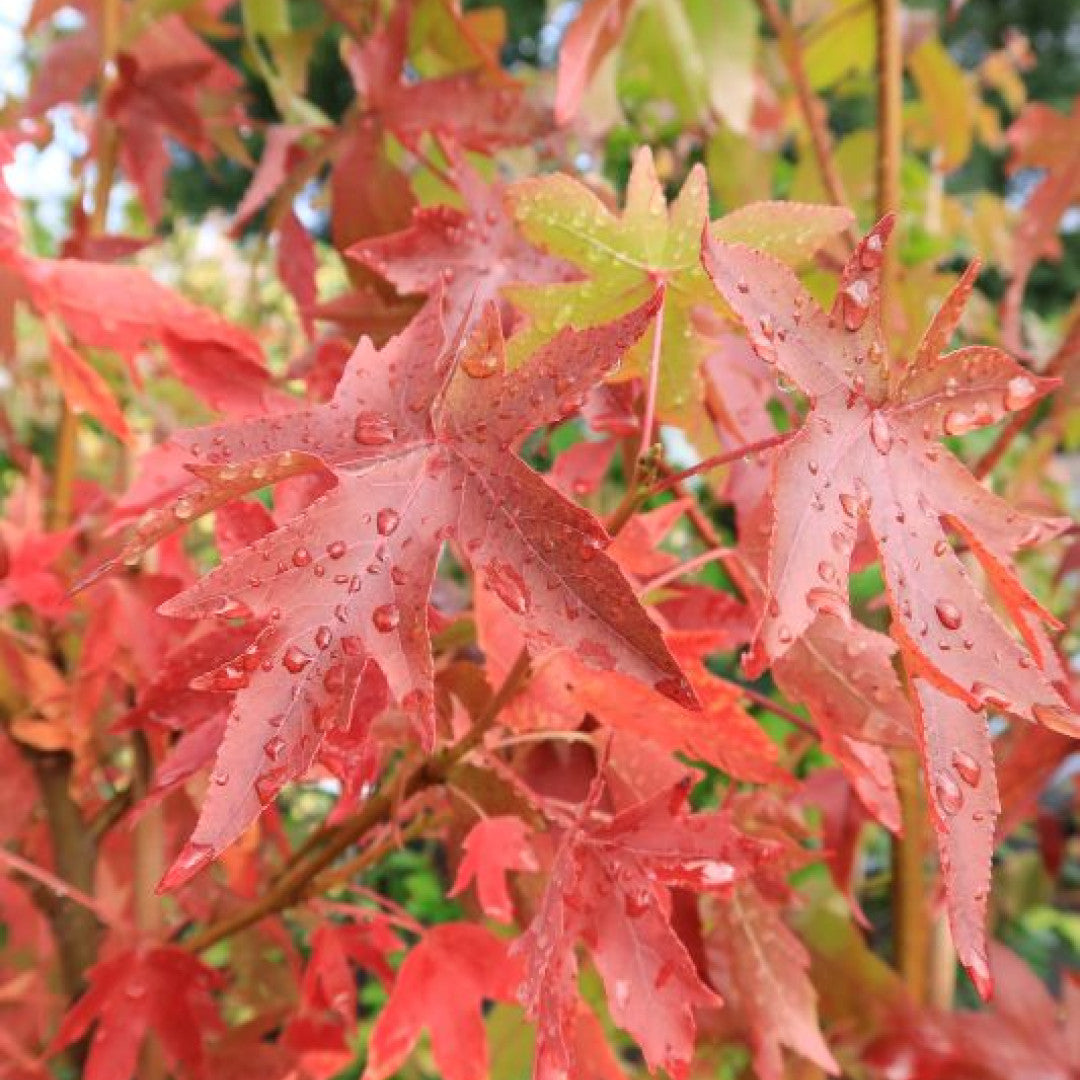 Liquidambar styraciflua 'Worplesdon'
