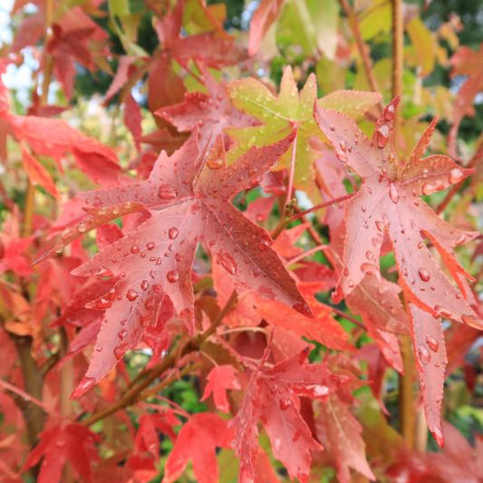 Liquidambar styraciflua 'Worplesdon'