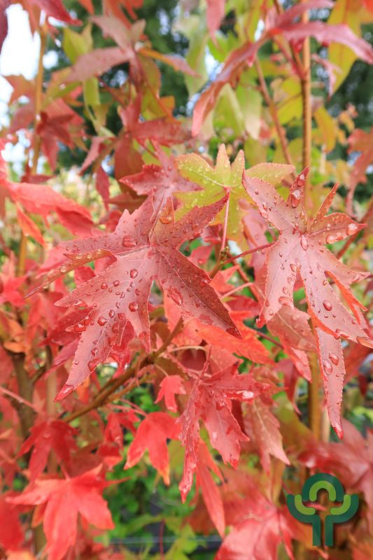 Liquidambar styraciflua 'Worplesdon'