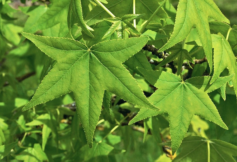 Liquidambar styraciflua