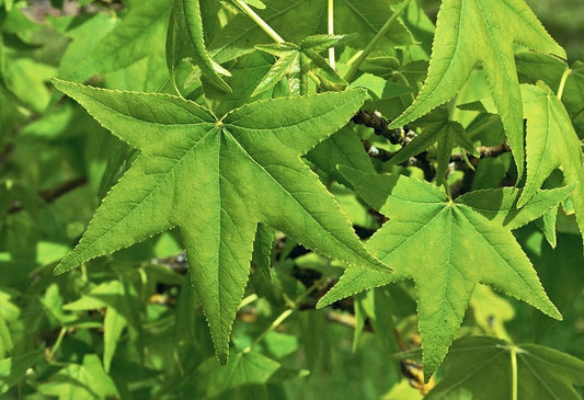 Liquidambar styraciflua