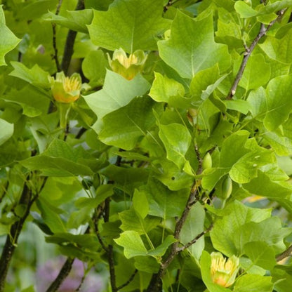 Liriodendron tulipifera 'Fastigiatum'