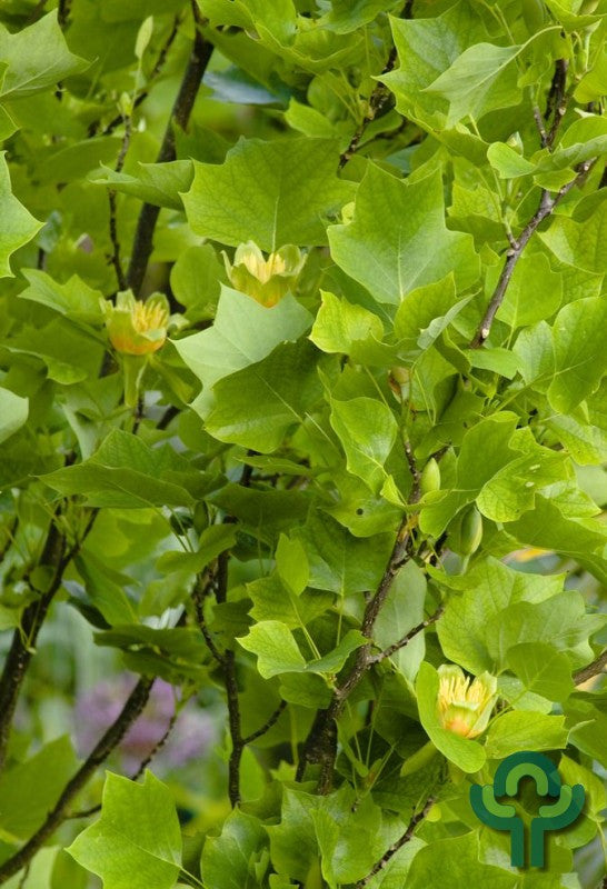 Liriodendron tulipifera 'Fastigiatum'