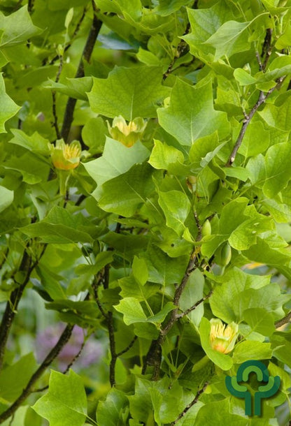 Liriodendron tulipifera 'Fastigiatum'