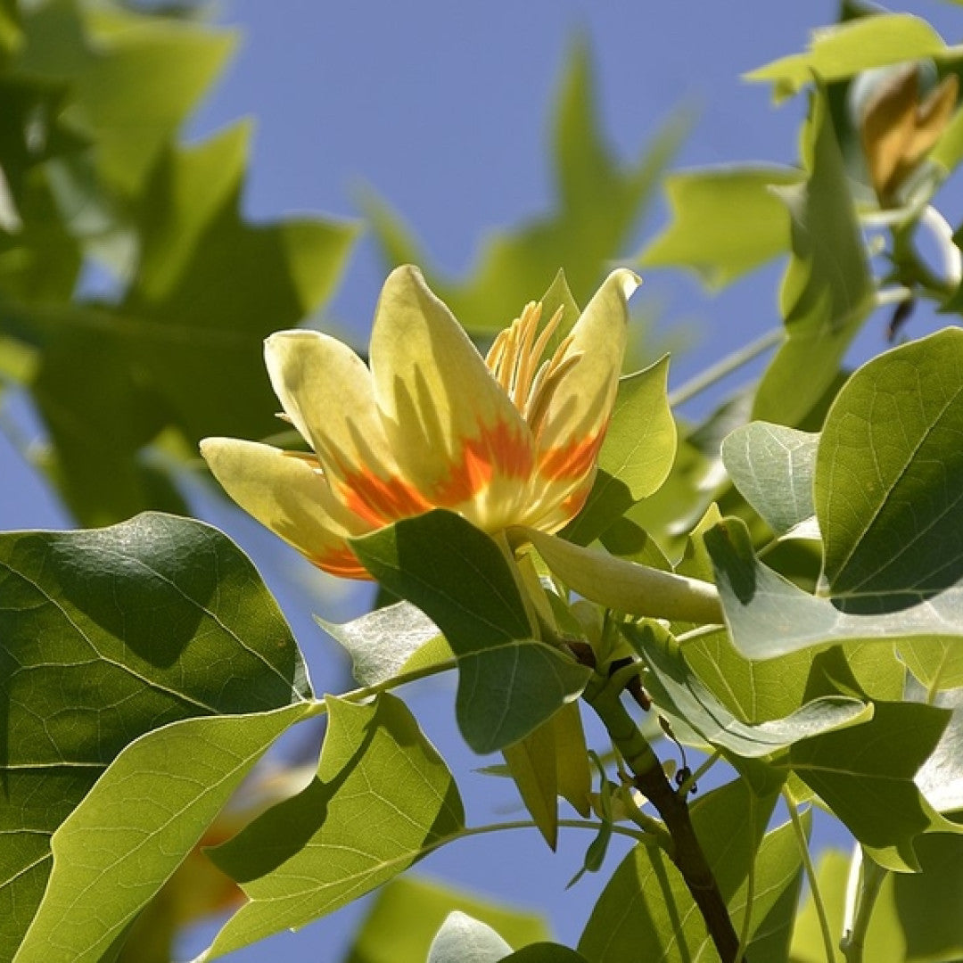 Liriodendron tulipifera