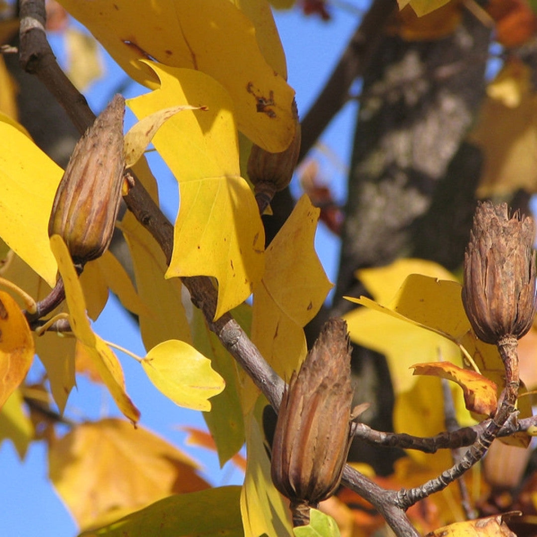 Liriodendron tulipifera