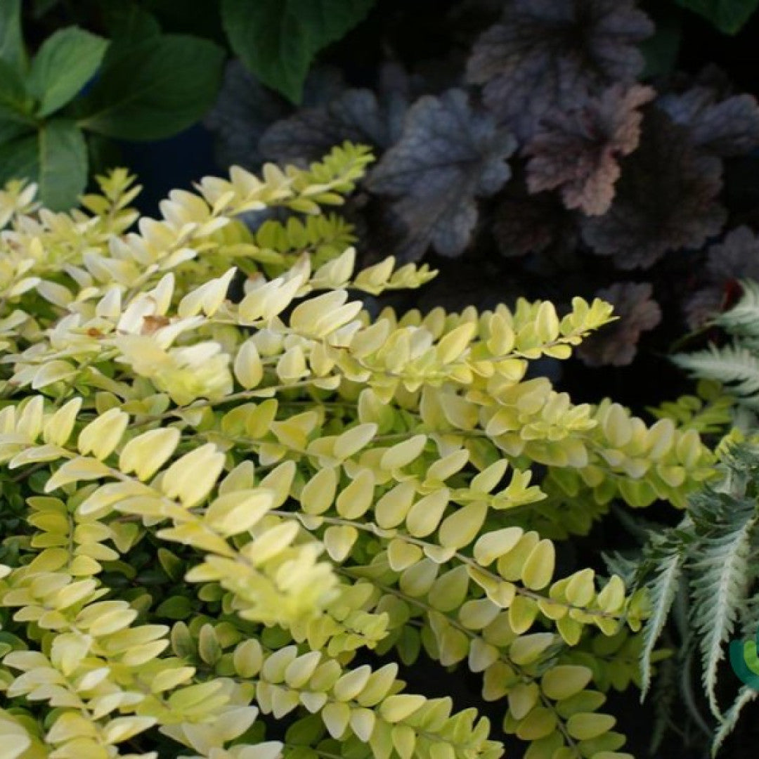 Lonicera nitida 'Baggesen's Gold'