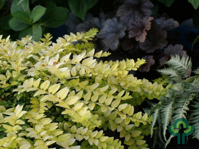 Lonicera nitida 'Baggesen's Gold'