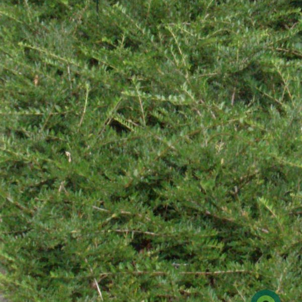 Lonicera pileata 'Moss Green'