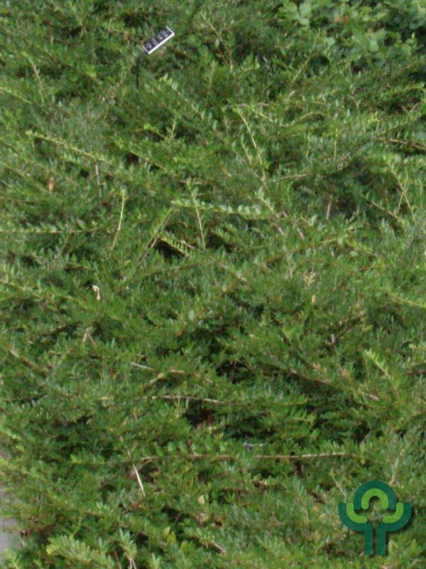 Lonicera pileata 'Moss Green'