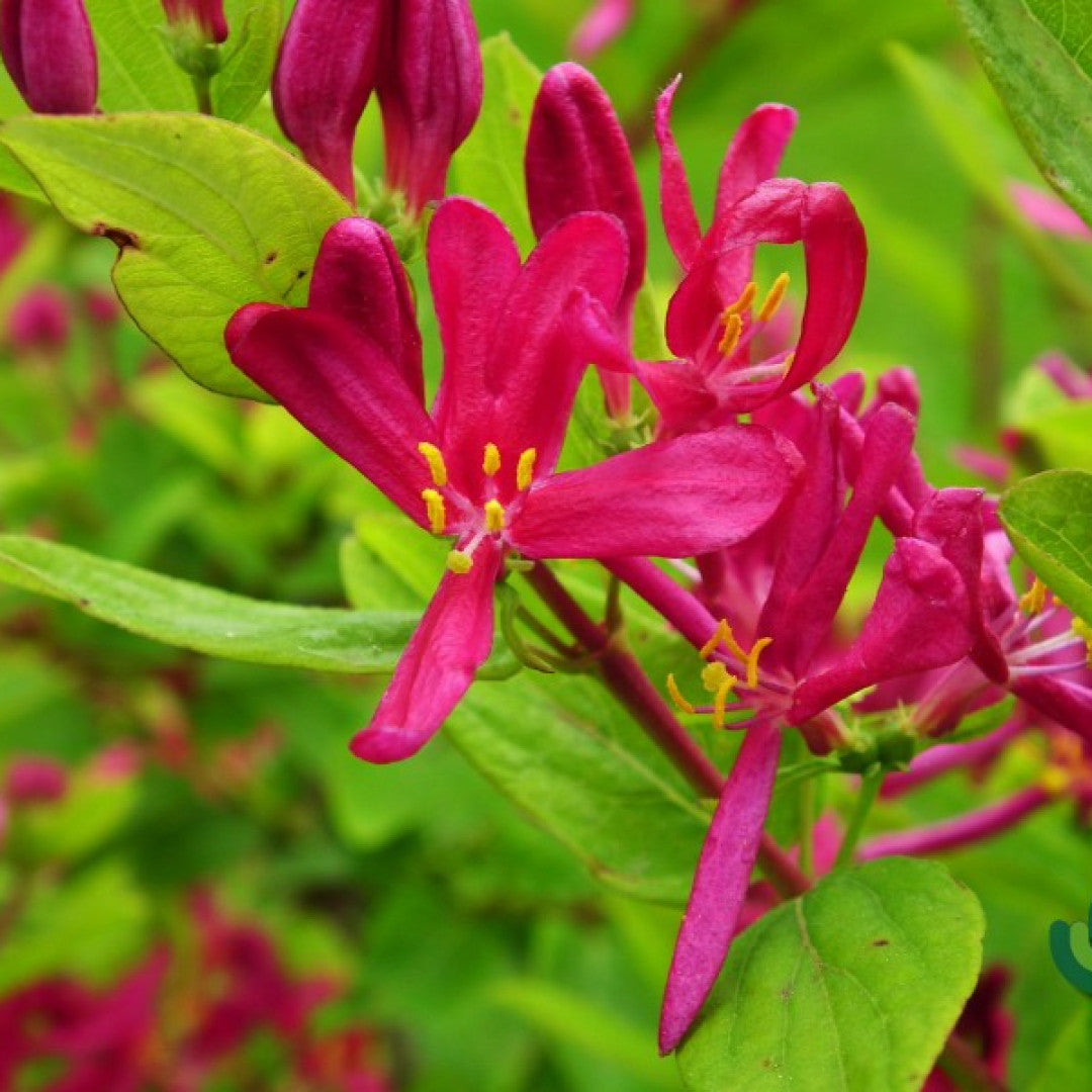Lonicera tatarica 'Arnold Red'
