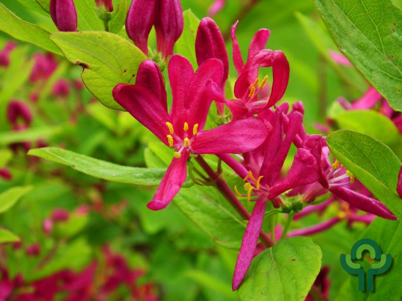 Lonicera tatarica 'Arnold Red'