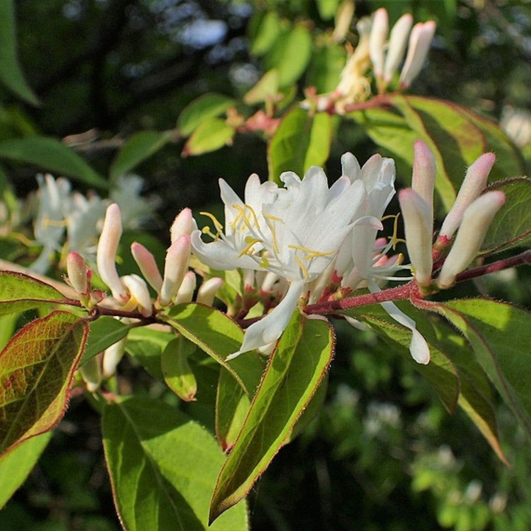 Lonicera fragrantissima