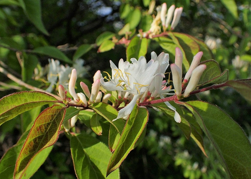 Lonicera fragrantissima