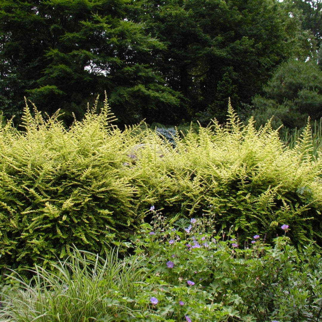 Lonicera nitida 'Baggesen's Gold'