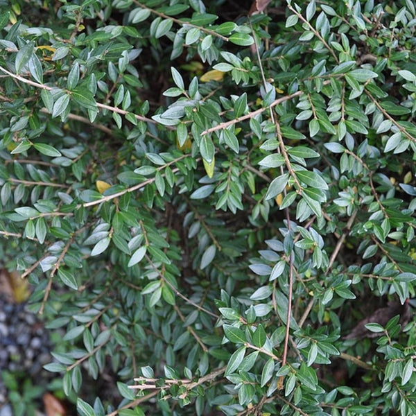 Lonicera pileata