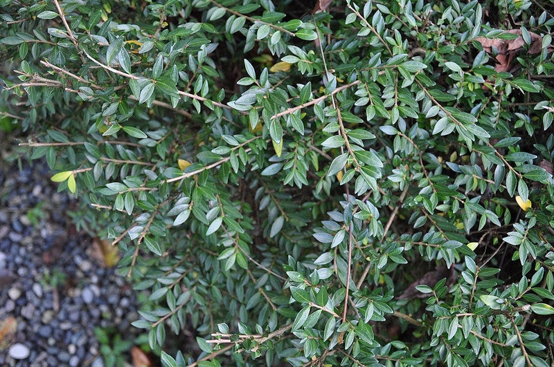 Lonicera pileata